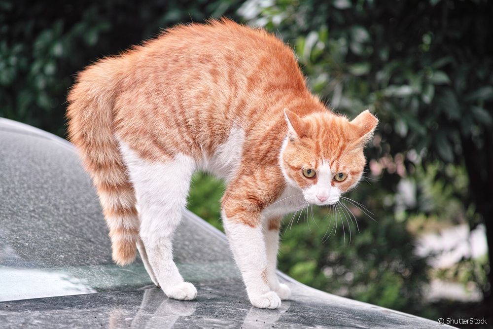  แมวกัด: 6 สิ่งที่กระตุ้นพฤติกรรมนี้ในแมว (และวิธีหลีกเลี่ยง!)