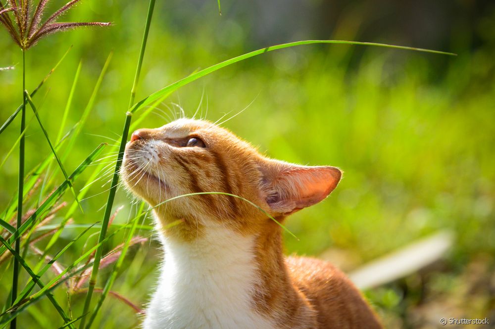  Vse o mačjem smrčku: anatomija, nega in močan mačji voh