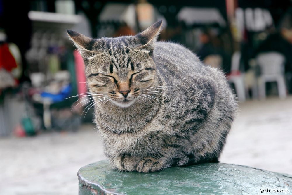  Linguaxe felina: é certo que os gatos parpadean os ollos para comunicarse cos seus donos?