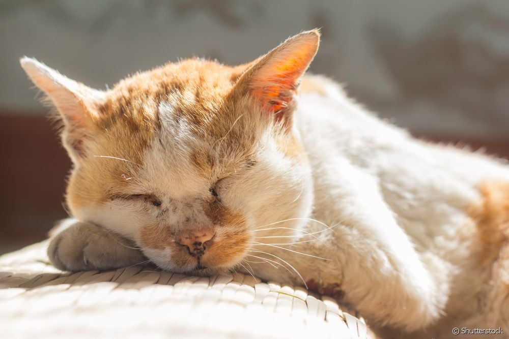  Idade do gato: como calcular a vida útil dos gatiños?