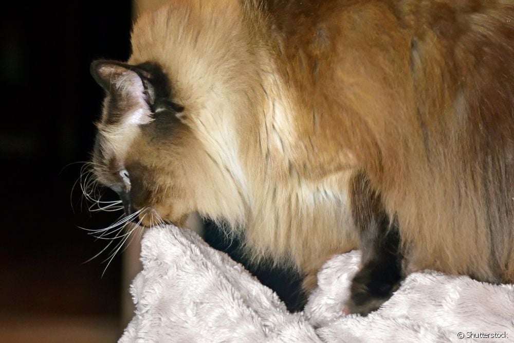  बिल्लियाँ कंबल को "चूस" क्यों लेती हैं? पता लगाएँ कि व्यवहार हानिकारक है या नहीं