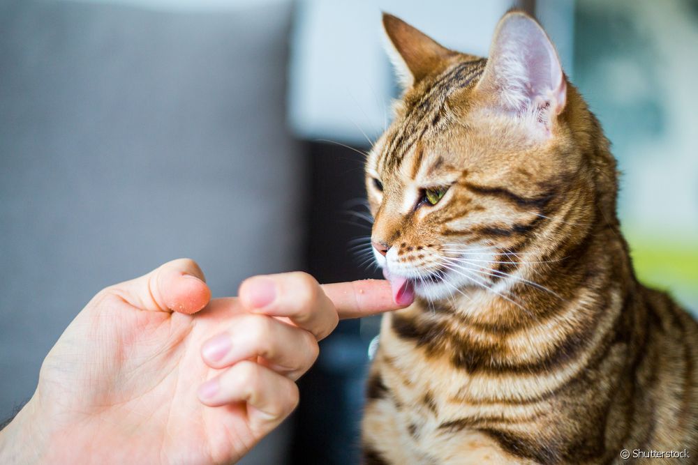  Kočka olizující svého majitele: zde je vysvětlení tohoto kočičího chování!