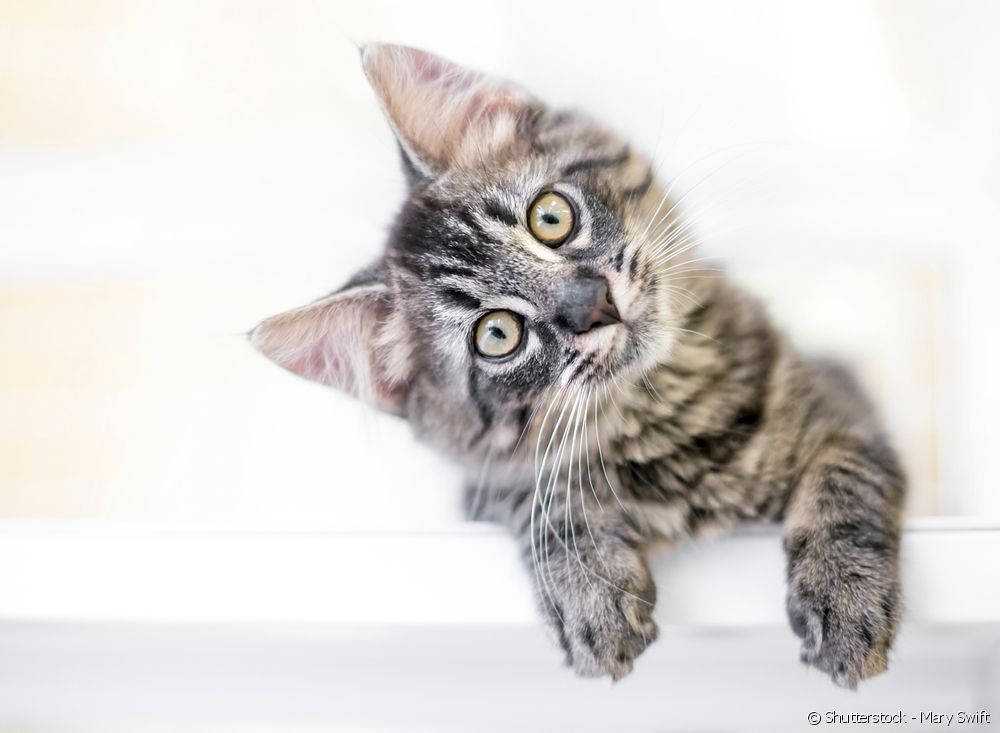  Kurioses über Katzen: 30 Dinge, die Sie vielleicht noch nicht über Katzen wissen