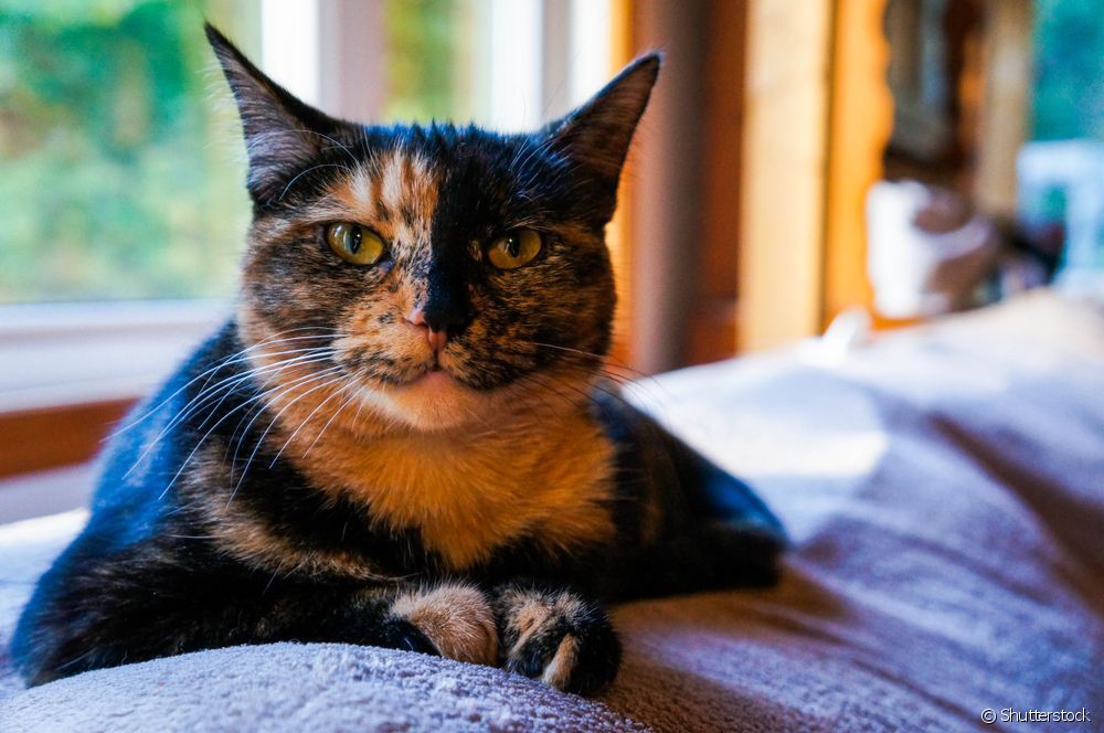  Мачка Ескамиња: што кажува шарата на бојата на мачето за неговата личност?
