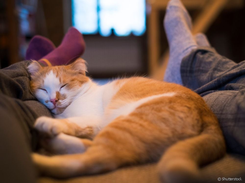  Trængende kat: Hvorfor er nogle katte ekstremt knyttet til deres ejere?