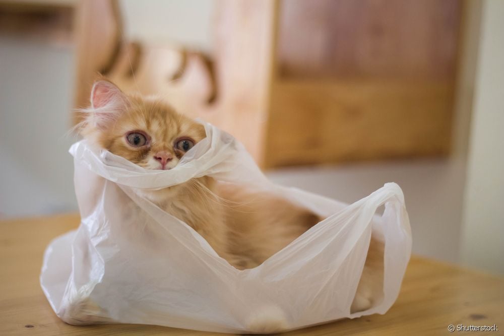  Allotriophagy: तुमची मांजर प्लास्टिक का खाते?