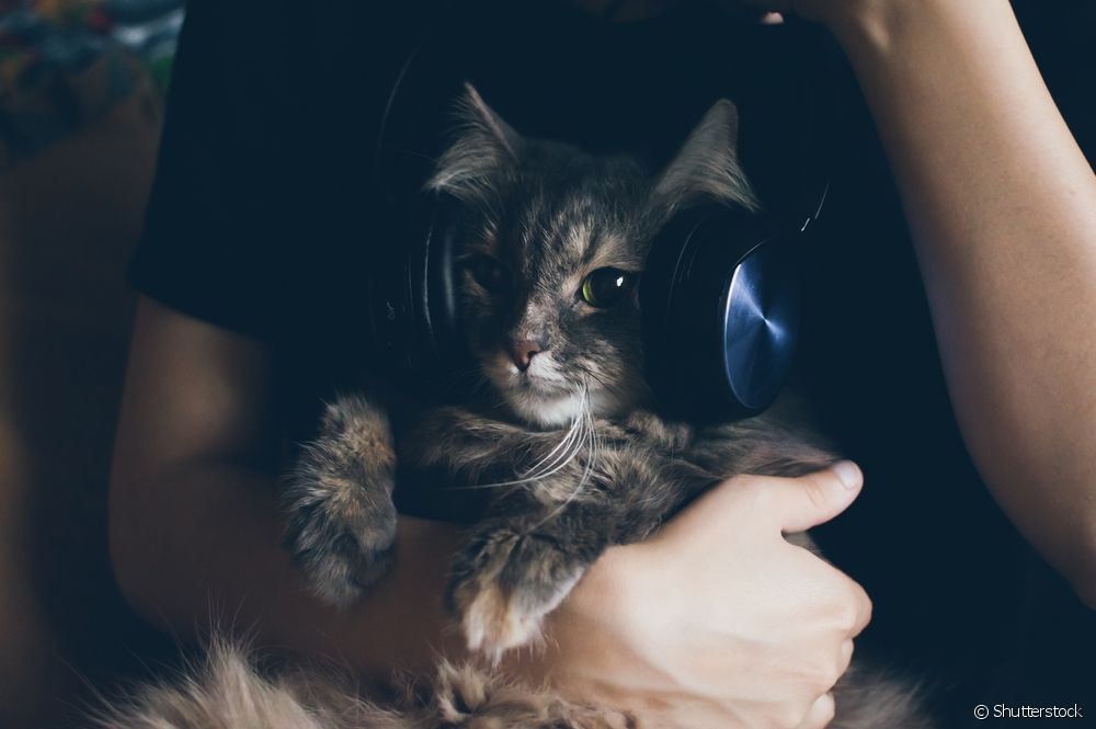  Música per dormir un gat: consulta 5 llistes de reproducció per calmar la teva mascota