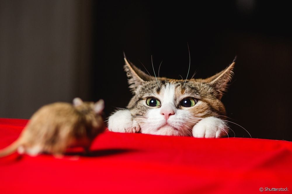  Proč kočky nosí svým majitelům dárky?