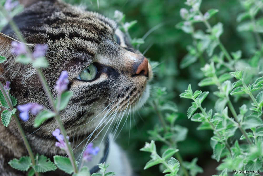  고양이가 민트를 먹어도 되나요? 반려동물을 위해 출시된 13가지 허브 및 식물 보기