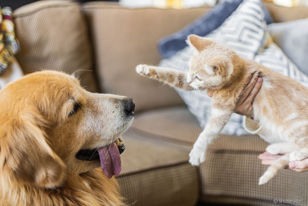  Shihni udhëzuesin hap pas hapi se si të mësoni një mace me një qen!