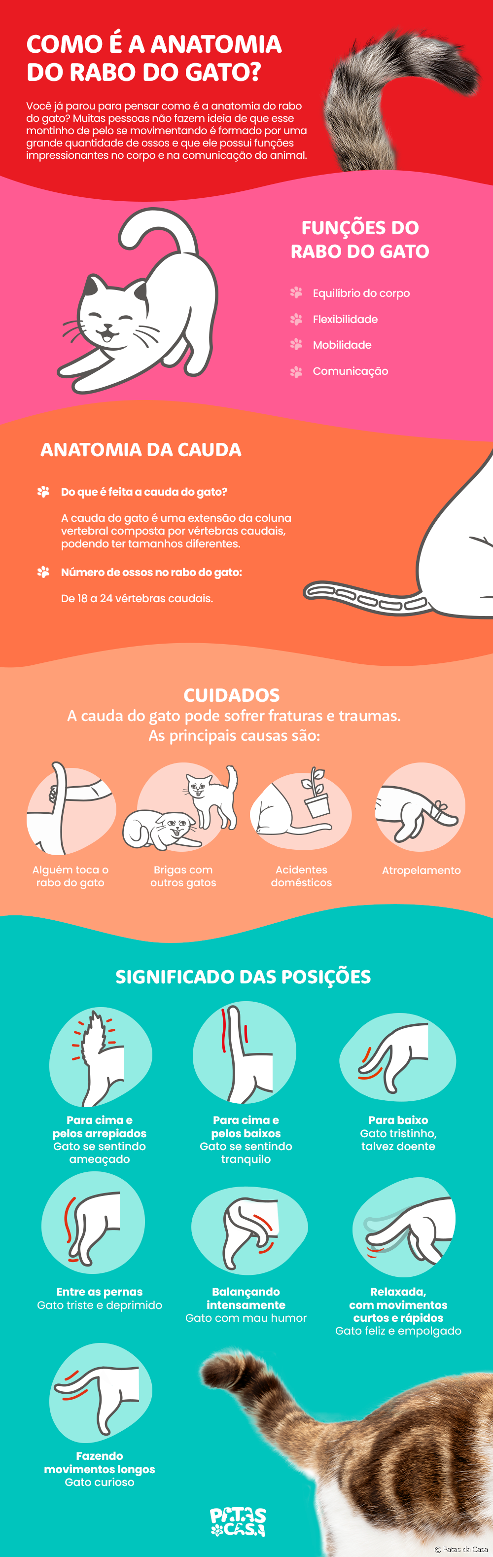  Anatomie des Katzenschwanzes: Infografik zeigt, wie dieser Teil der Wirbelsäule der Katze aussieht
