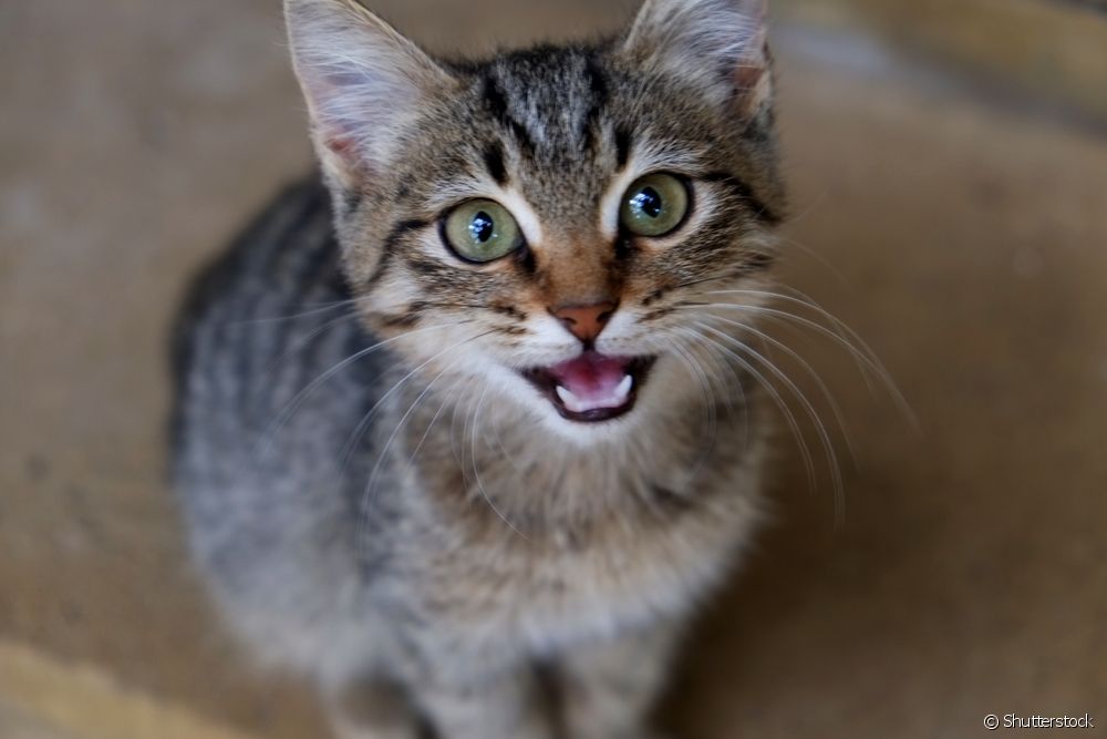  Angry cat, smiling cat - find out if you can decipher feline facial expressions.
