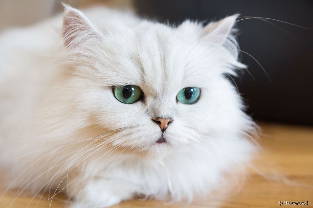  Перська кішка: який характер у цієї породи?