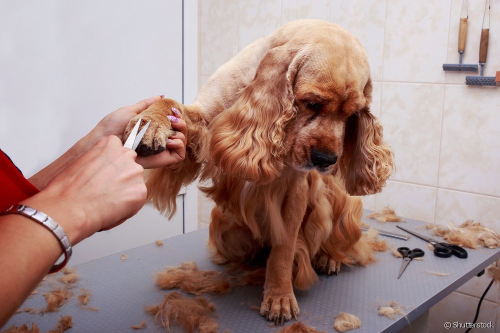  Hygienic or complete grooming: see the benefits of each type and decide which is best for your dog