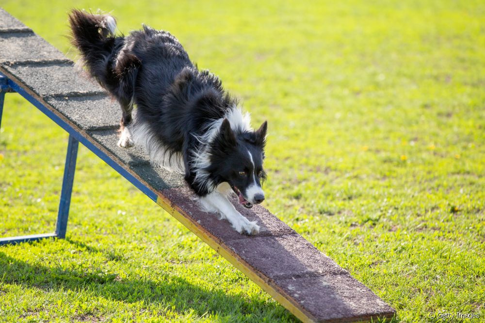  Border Collie: apakah jangka hayat anjing paling pintar di dunia?