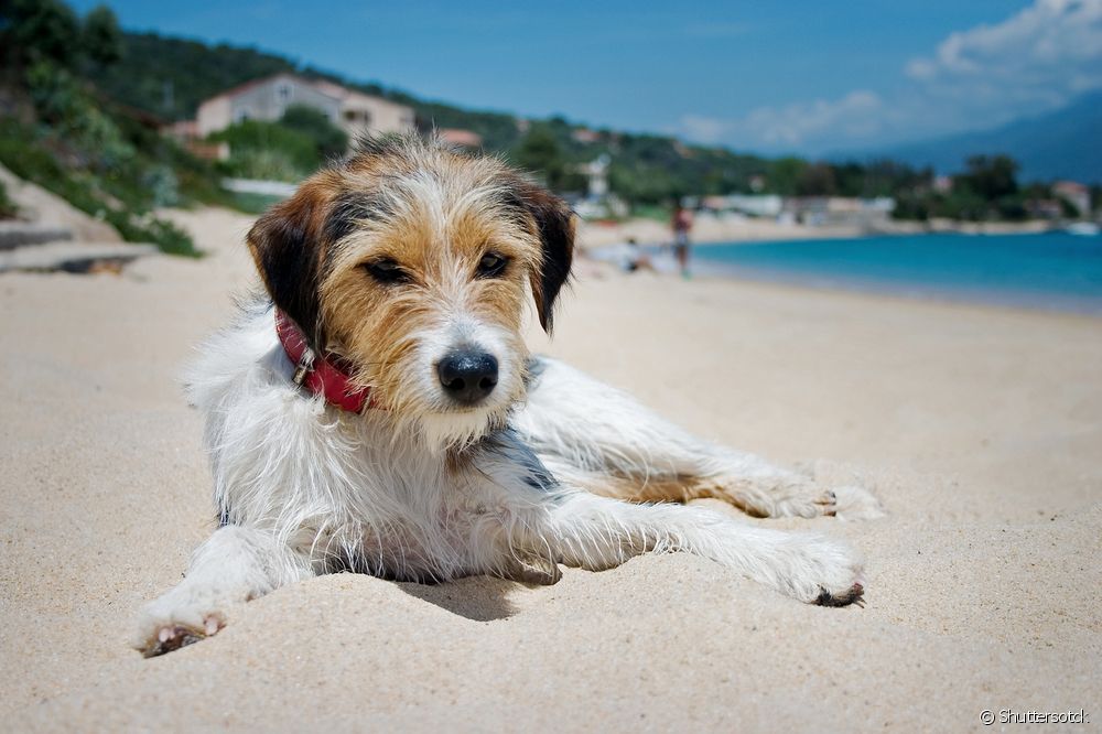  您可以带狗去海滩吗？ 有哪些必要的预防措施？
