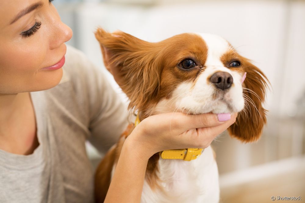  کتے کے کان کیسے صاف کریں؟ مرحلہ وار دیکھیں