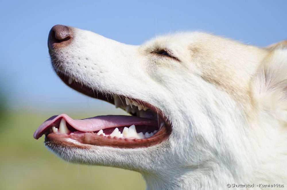  Mat som hjelper til med å rense hundens tenner