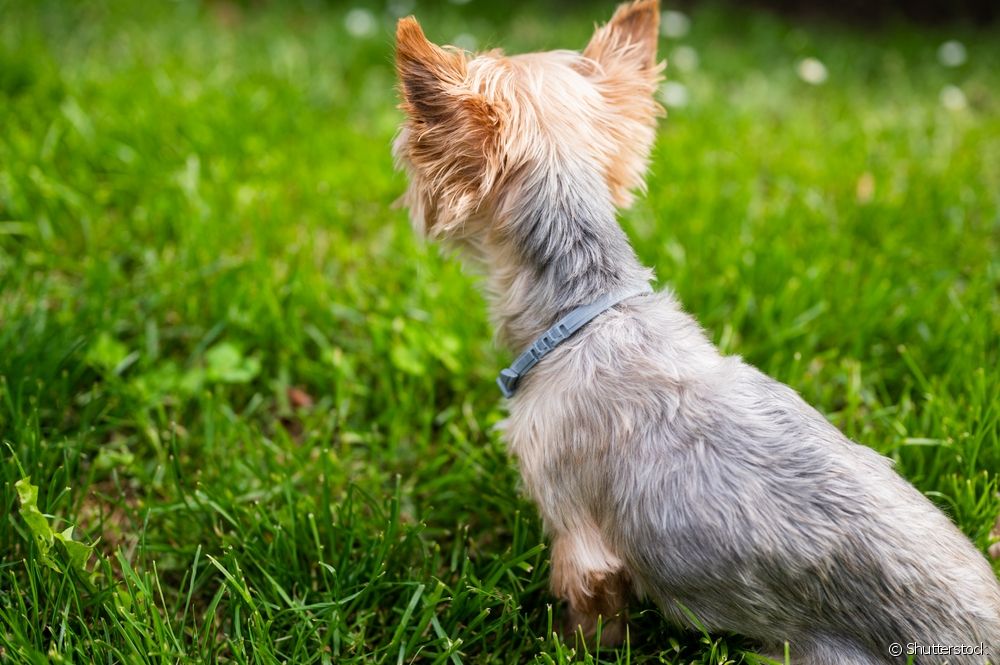  Pódese poñer repelente humano a un can? Máis información sobre este coidado!
