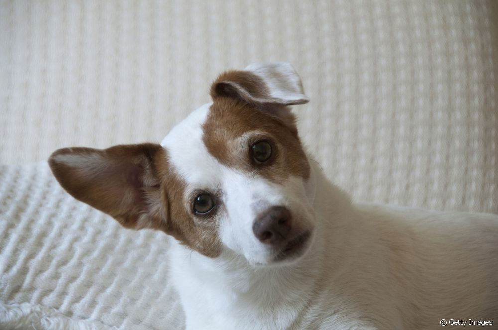  Всичко за ухото и ухото на кучето: анатомия, език на тялото, грижа и здраве