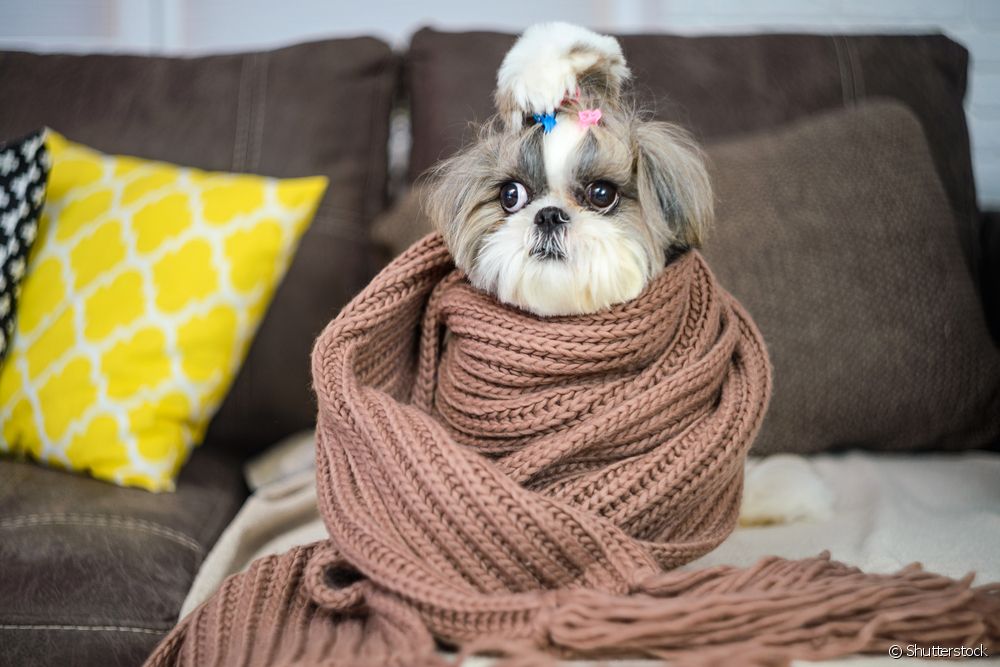  Αισθάνεται κρύο ένας σκύλος με διπλό τρίχωμα;