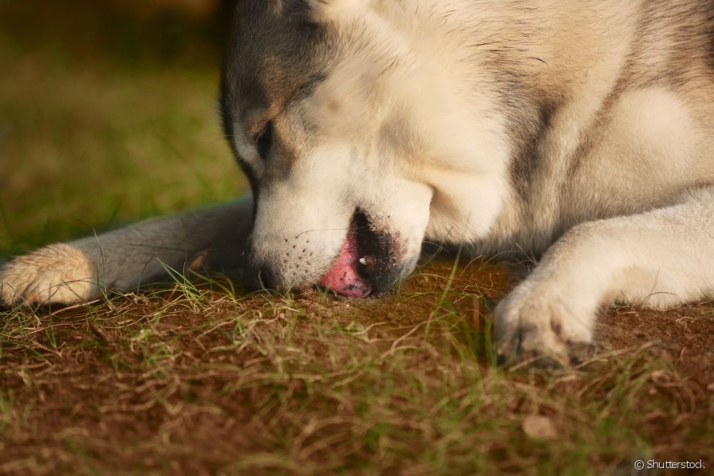  Why do dogs eat dirt? Here are some tips to deal with the problem