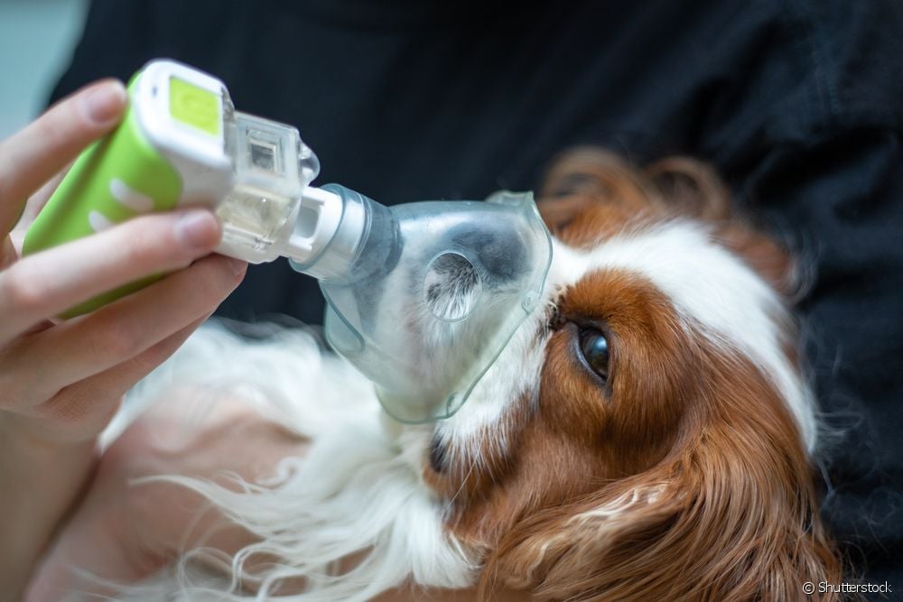  Nebulisering hos hunder: se i hvilke tilfeller prosedyren er indisert