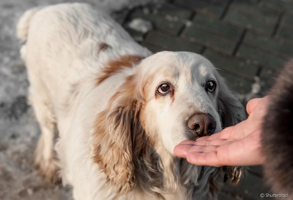  5 علاجات طبيعية لقلق الكلاب