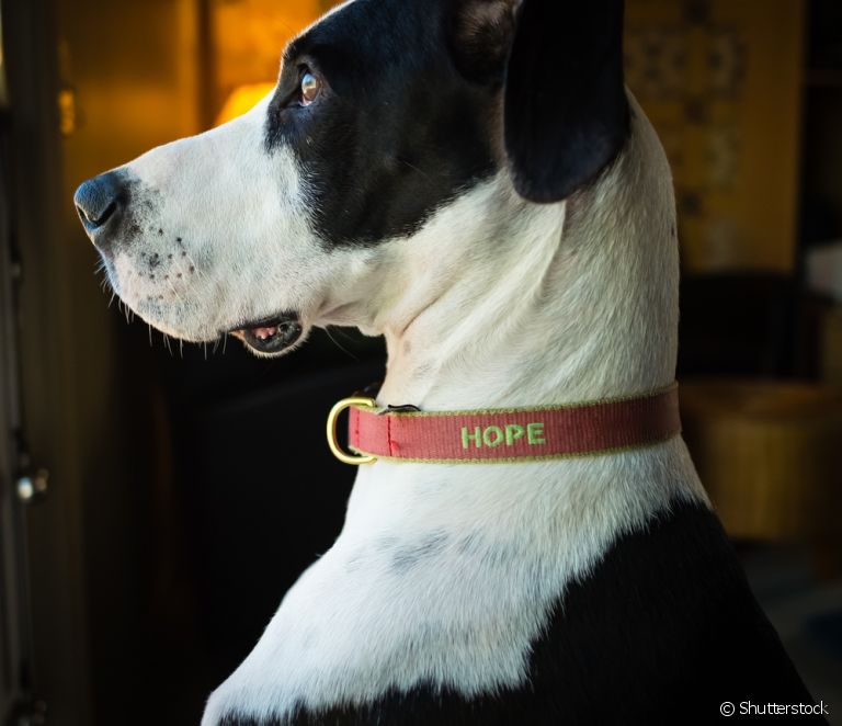  Halsbånd med identifikasjon for hunder: hva er viktigheten og hvordan velge den beste for dyret ditt?