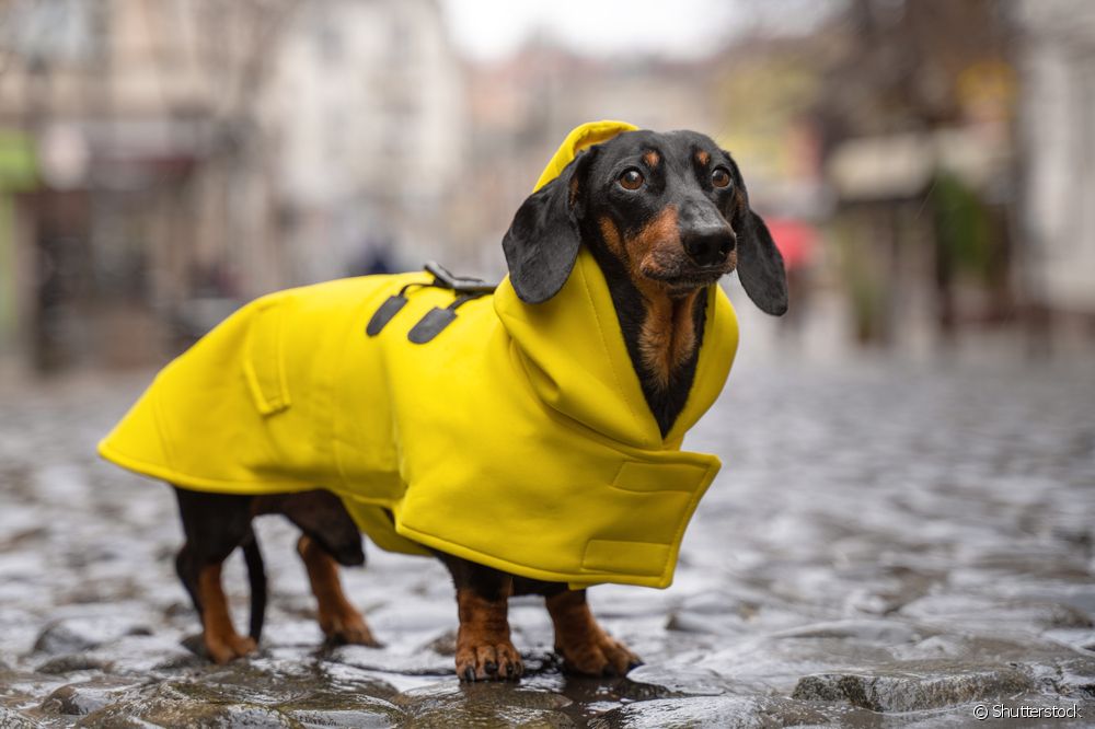  Les chiens peuvent-ils avoir de la pluie ?
