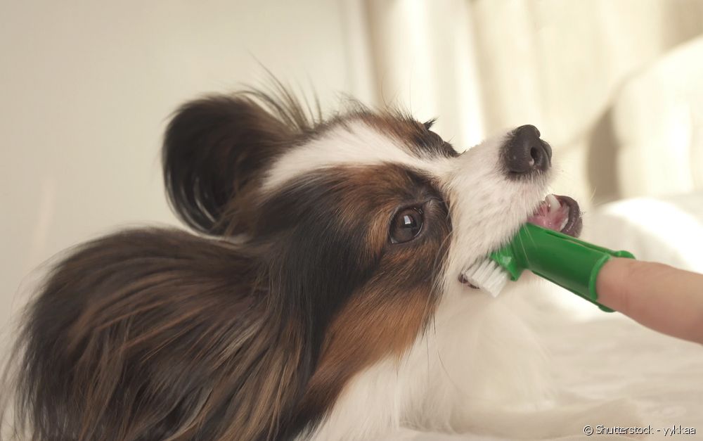  Cando cepillo dos dentes do can? Aprende a limpar a boca do teu can