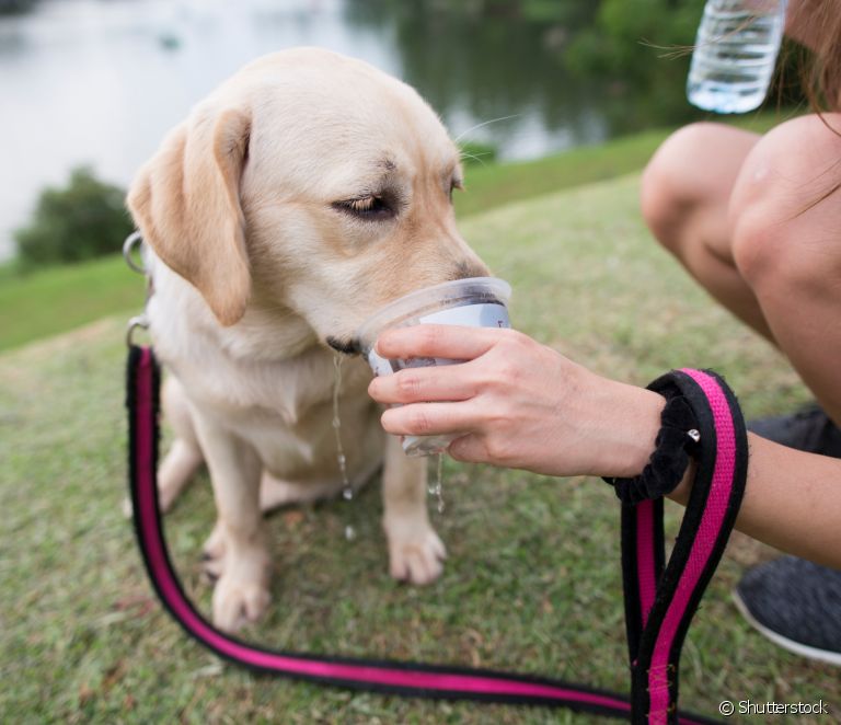  El perro no bebe agua: 6 formas de fomentar la hidratación