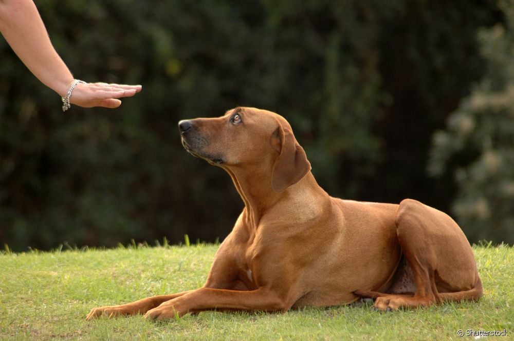  Anjing pekak: bagaimana rasanya hidup dengan anjing yang tidak mendengar?