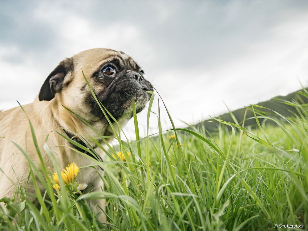  لماذا يأكل الكلب العشب؟ افهم الأسباب!