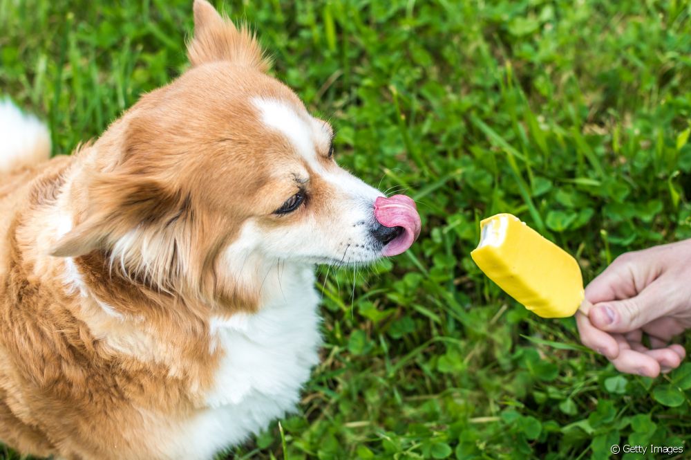  Μπορείτε να δώσετε στον σκύλο σας πάγο; Δείτε δημιουργικούς τρόπους για να ανακουφίσετε τον σκύλο σας από τη ζέστη