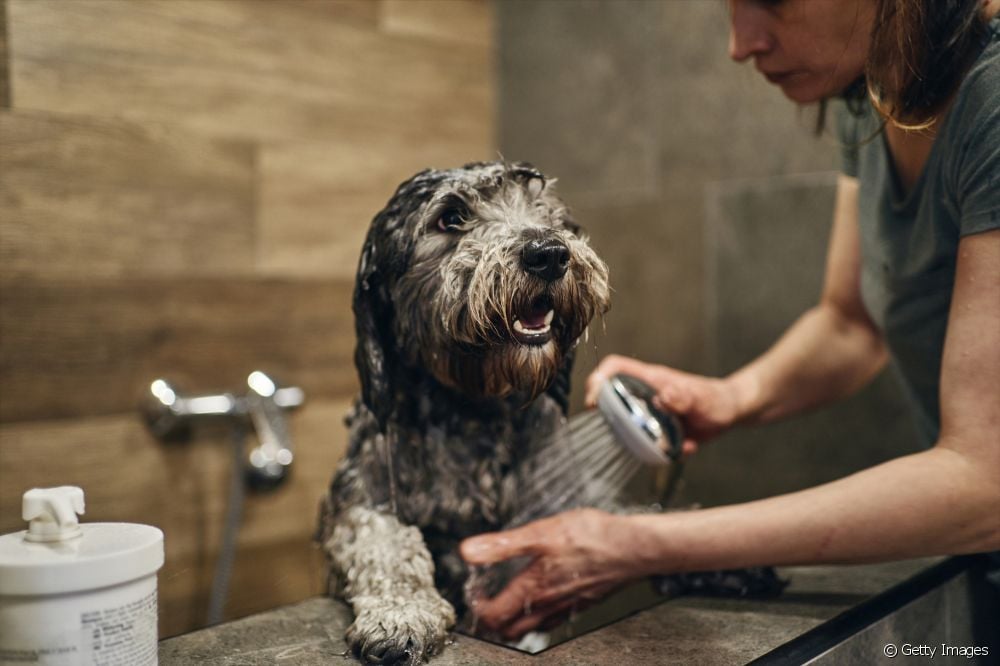  Terapeutsko kupanje kućnih ljubimaca: koje su prednosti i kako to učiniti?
