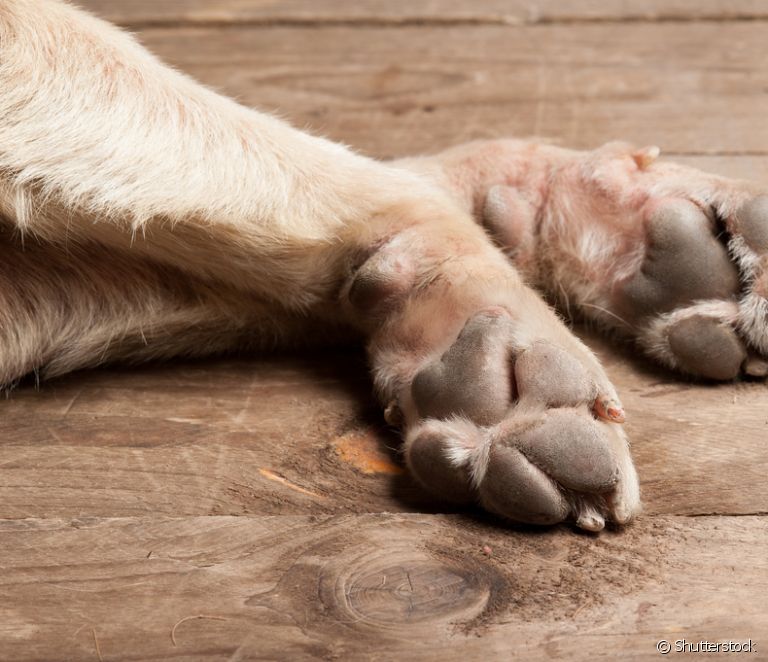  Dog's paw: anatomy, care and curiosities... learn all about this part of your friend's body
