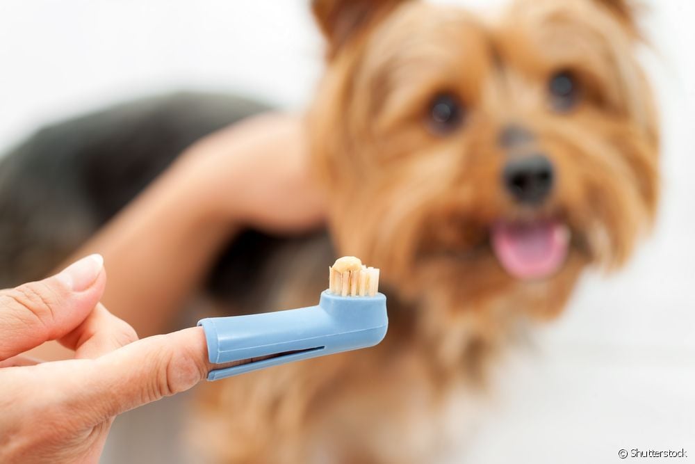  Cal é a mellor pasta de dentes para cans? O veterinario resolve todas as dúbidas sobre o uso do produto