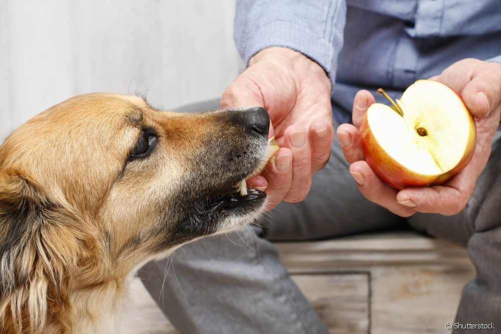  A mund të hanë qentë mollë? Zbuloni nëse fruti lirohet apo jo!