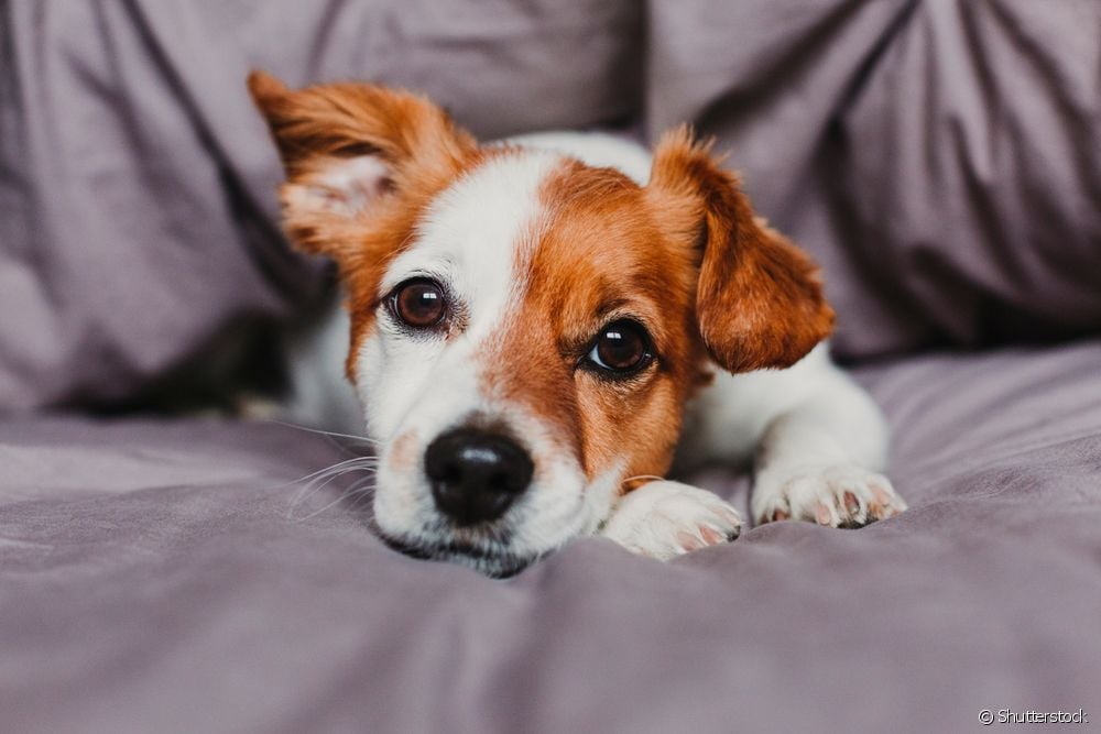  การรักษาหนอนสุนัข: วิธีการรักษาปัญหา?