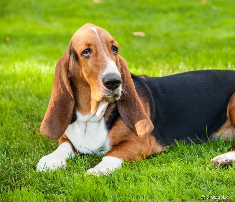  آیا سگ شما گوش های بزرگ، کوچک، فلاپی یا سفت دارد؟ انواع گوش سگ را بشناسید