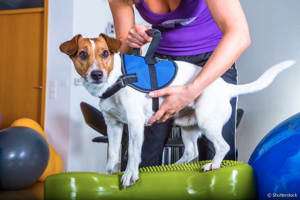  爪子骨折的狗：有助于康复的疗法