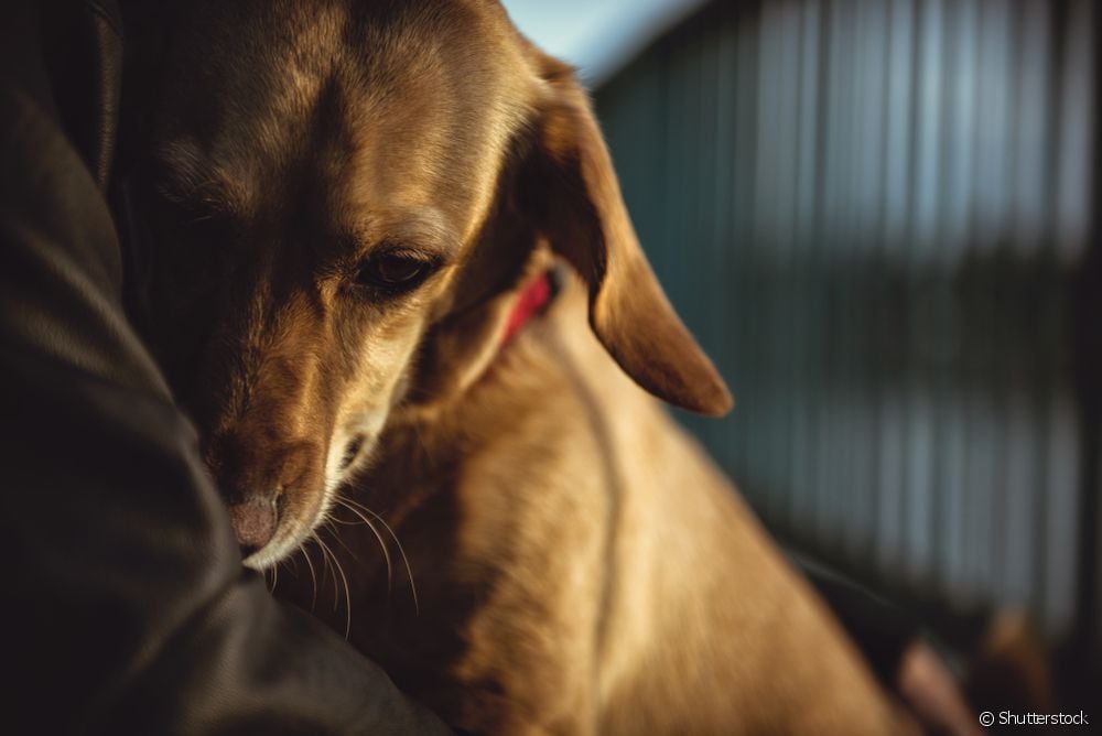  Paklydęs šuo: ką daryti gelbstint paliktą gyvūną?