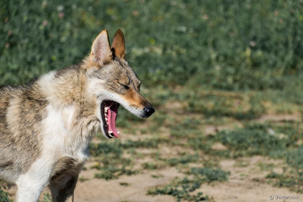  犬の窒息：窒息させないための4つの重要な注意事項