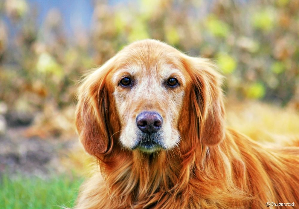  Starost psa: kako izračunati najbolji način prema veličini životinje