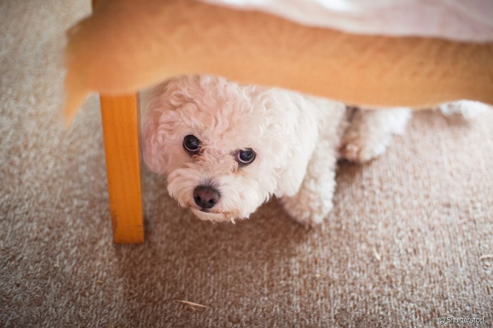  ડરી ગયેલો કૂતરો: 5 સંકેતો કે પ્રાણી ડરી ગયું છે
