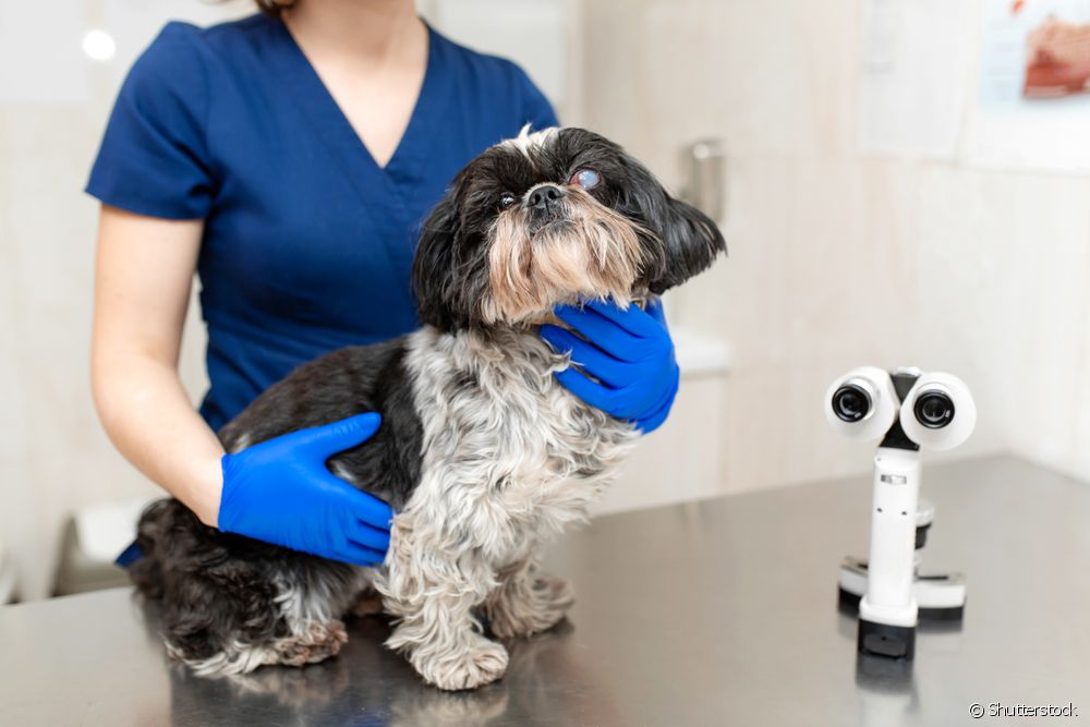  Blind hund: omsorg og tips for å forbedre livskvaliteten til et kjæledyr som ikke kan se