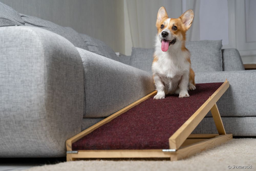  Escaleira para cans: como funciona e cales son os beneficios para a rutina da túa mascota?