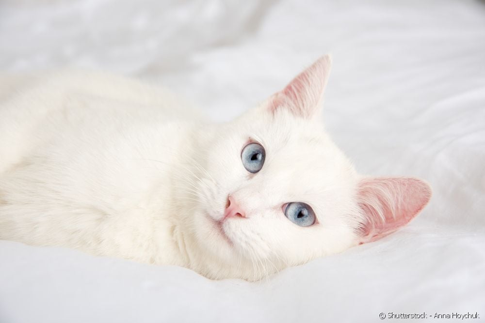 Animais albinos: como coidar cans e gatos con esta característica?