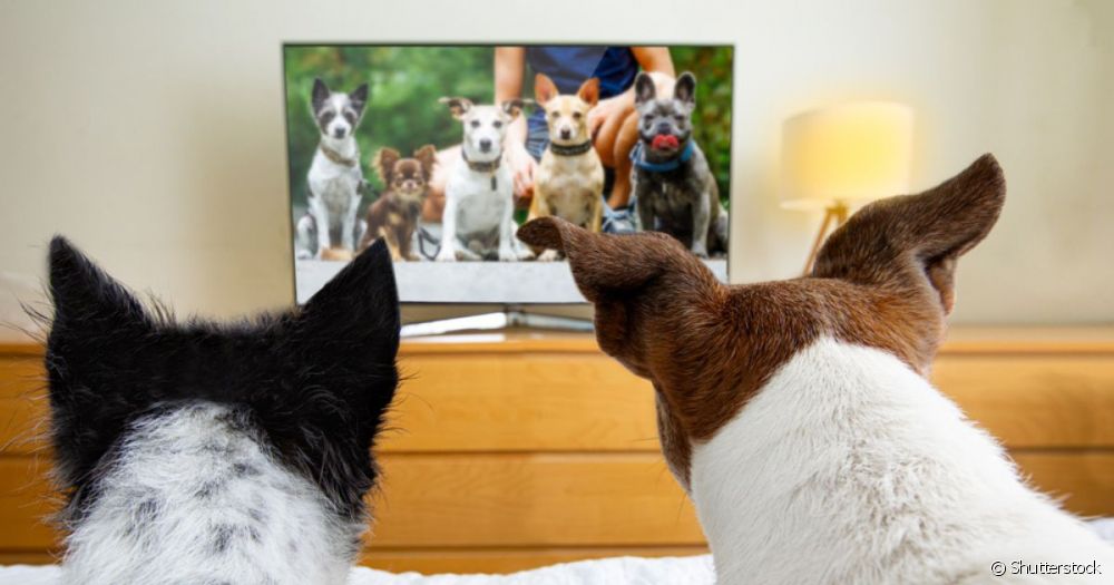  狗狗电视：您的宠物听得懂吗？